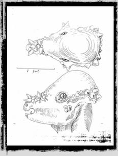 Museum-DesignSketches(Pachycephalosaurus2).jpg